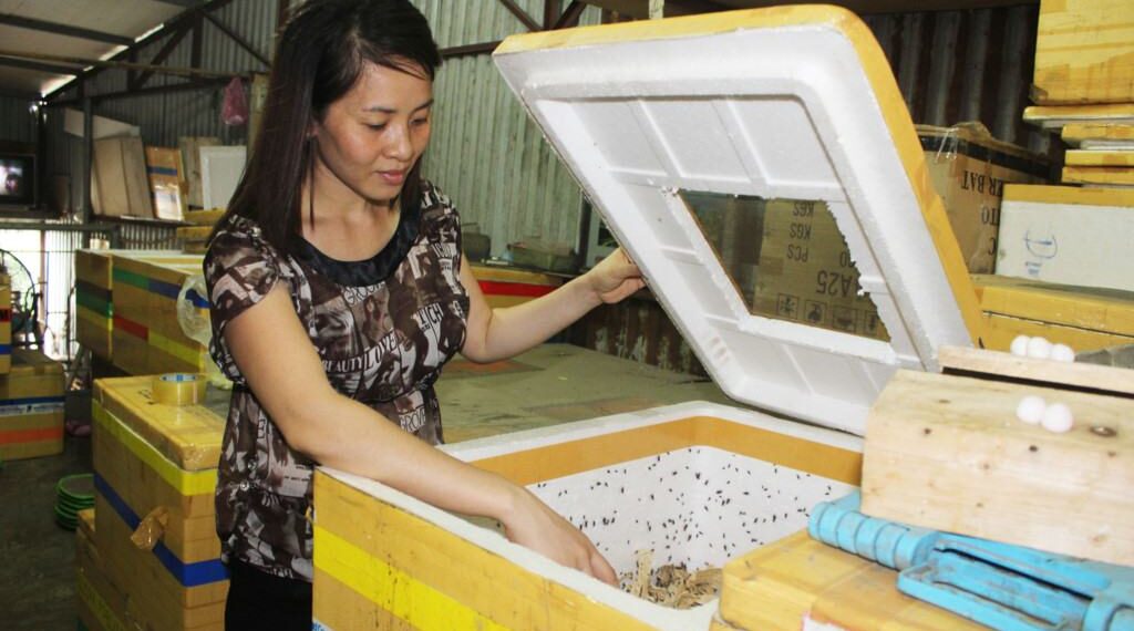 Lãi 100 triệu đồng/tháng từ kinh doanh trại côn trùng mini giữa Hà Nội 6 Lãi 100 triệu đồng/tháng từ kinh doanh trại côn trùng mini giữa Hà Nội