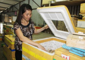 Lãi 100 triệu đồng/tháng từ kinh doanh trại côn trùng mini giữa Hà Nội