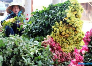 Hoa tết Đà lạt