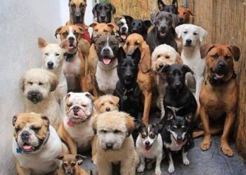 kinh doanh chó cảnh