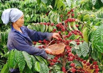 kinh doanh nông sản