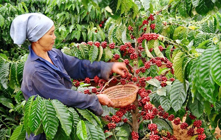 Kinh nghiệm kinh doanh doanh nông sản thực phẩm online - Tạo sự khác biệt 1 kinh doanh nông sản