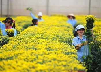 11 MẸO KINH DOANH HOA TẾT SIÊU LỢI NHUẬN, VỐN ÍT LÃI “KHỦNG”