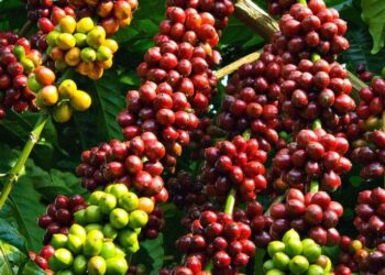 MUỐN THÀNH CÔNG HÃY ĐẦU TƯ NGAY VÀO CÔNG NGHỆ THÔNG TIN VÀ NÔNG NGHIỆP!