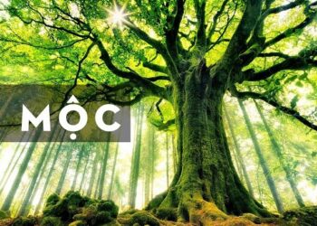 Mệnh thổ, kim, hỏa, thủy, mộc hợp màu gì?