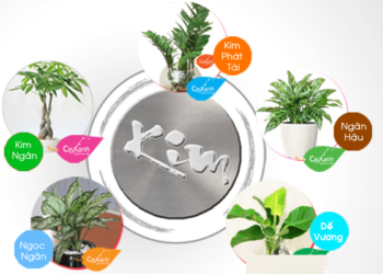 Mệnh kim hợp cây gì? Người mệnh Kim trồng cây gì trong nhà hợp phong thủy, nhiều may mắn?