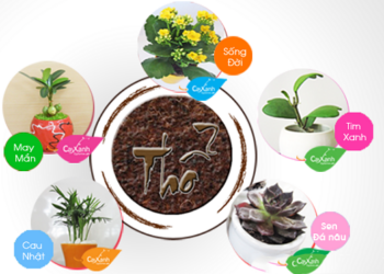 Mệnh thổ hợp cây gì? Người mệnh Thổ nên trồng cây gì trong nhà để mang lại may mắn, tài lộc?