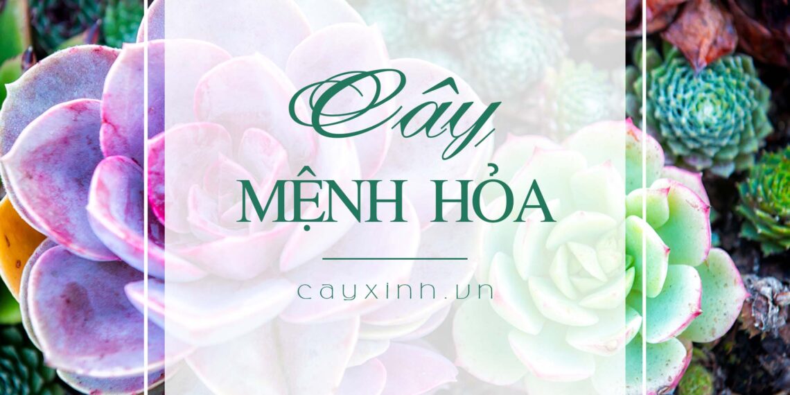 Mệnh hỏa hợp cây gì? Nên mua cây gì để mang đến tài lộc, may mắn, sức khỏe