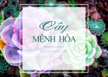 Mệnh hỏa hợp cây gì? Nên mua cây gì để mang đến tài lộc, may mắn, sức khỏe