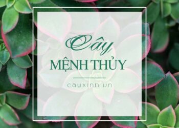 Mệnh thủy hợp cây gì? Mệnh thủy trồng cây gì để bình an, may mắn và phát tài?