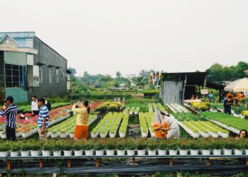 Tổng hợp các nguồn nhập hoa tươi lớn nhất hiện nay – Kinh nghiệm mở shop hoa tươi và bán hoa tết