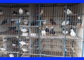 Nuoi Con Gi Cho Kinh Te Cao Nhanh Giau Bytuong Com