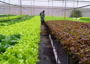 Sản Xuất Gì ở Nông Thôn