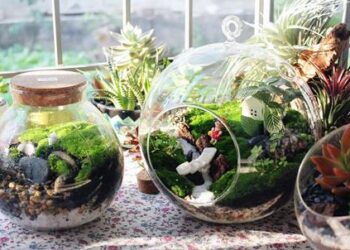 Kinh Doanh Cây Cảnh Mini 2