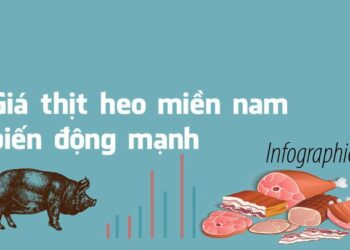Giá thịt lợn tăng vọt , Trung Quốc đã tạo ra giống “siêu lợn” chống dịch bệnh