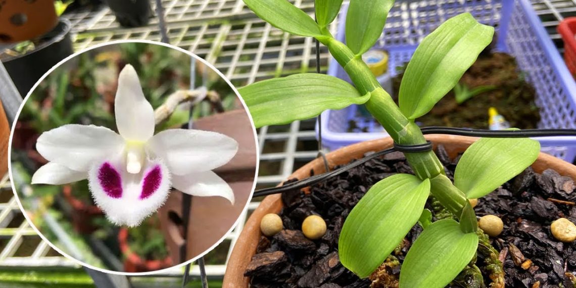 tai-sao-lan-dot-bien-lai-dat