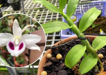 tai-sao-lan-dot-bien-lai-dat