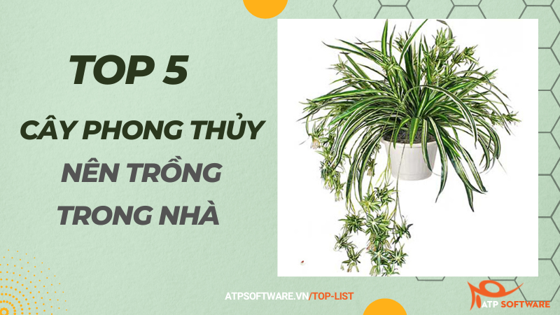 Top 5 cây phong thuỷ nên trồng trong nhà