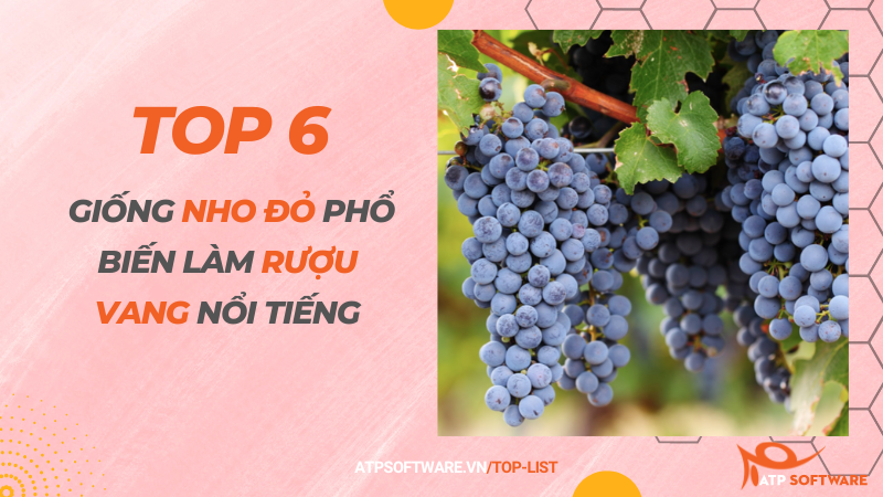 Top 6 giống nho đỏ phổ biến làm rượu vang nổi tiếng