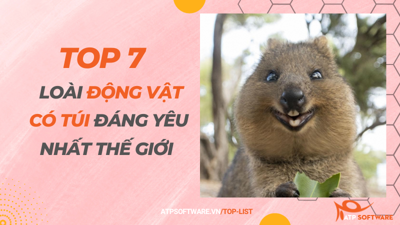 Top 7 loài động vật có túi đáng yêu nhất thế giới