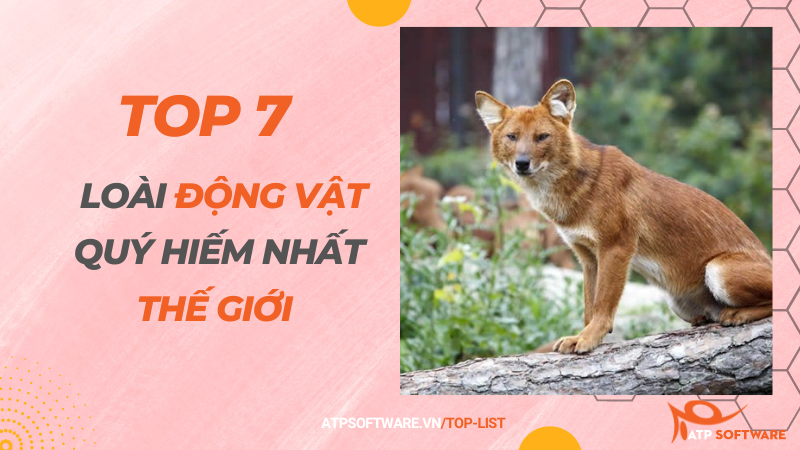 Top 7 loài động vật quý hiếm nhất thế giới